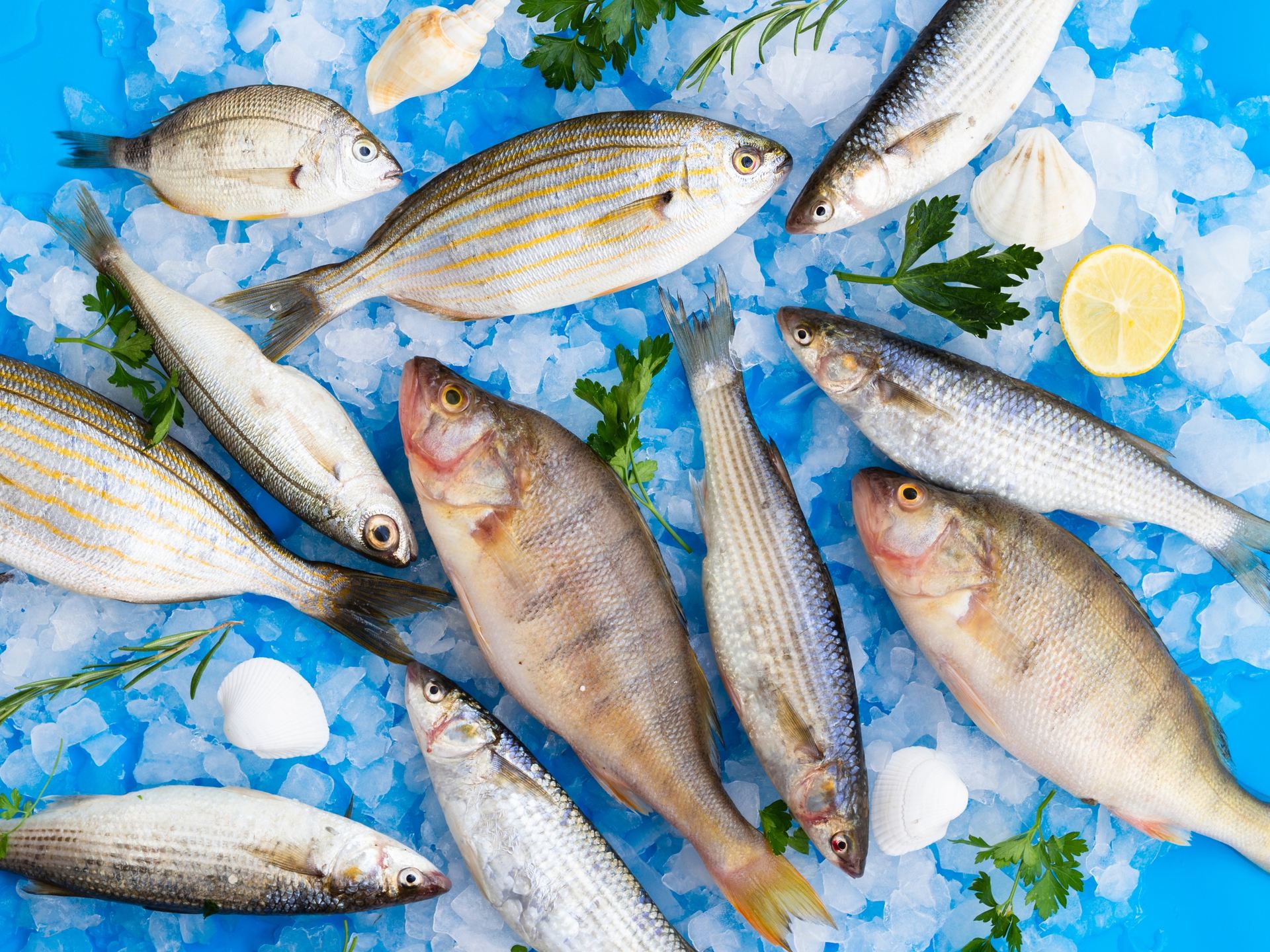 Assorted fresh fish on ice